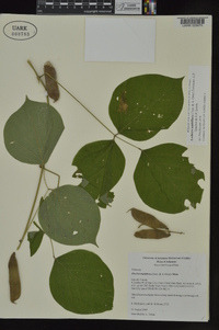 Lackeya multiflora image