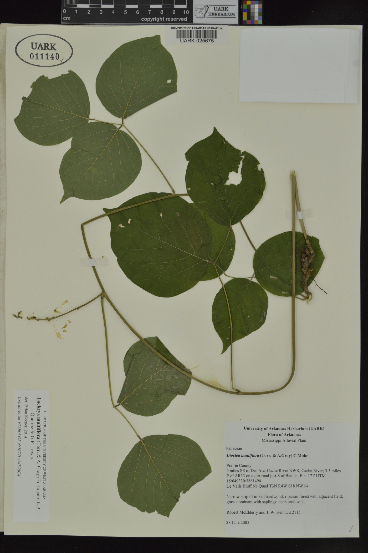 Lackeya multiflora image