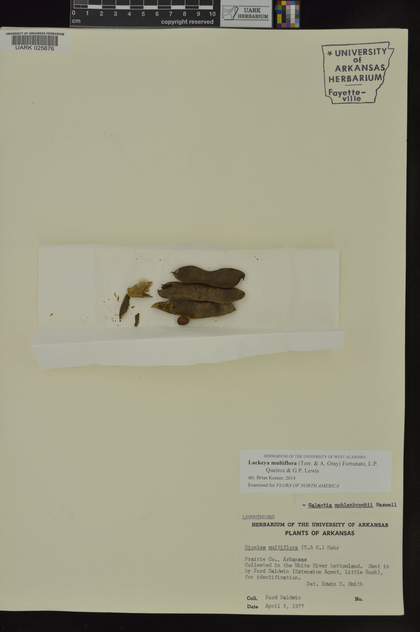 Lackeya multiflora image