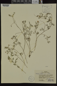 Indigofera miniata image