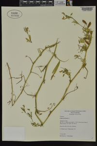 Lathyrus hirsutus image