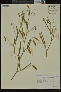 Lathyrus hirsutus image