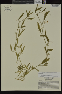 Lathyrus hirsutus image