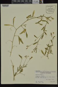 Lathyrus hirsutus image