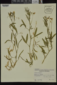 Lathyrus hirsutus image