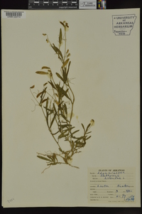 Lathyrus hirsutus image