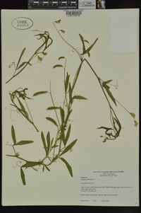 Lathyrus hirsutus image