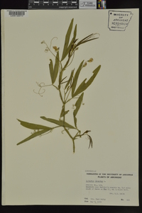 Lathyrus hirsutus image