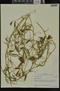 Lathyrus hirsutus image