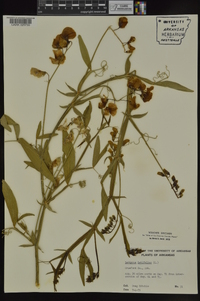 Lathyrus latifolius image