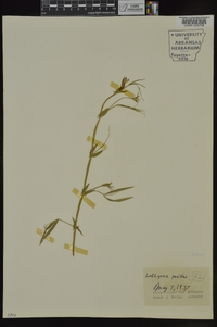 Lathyrus pusillus image