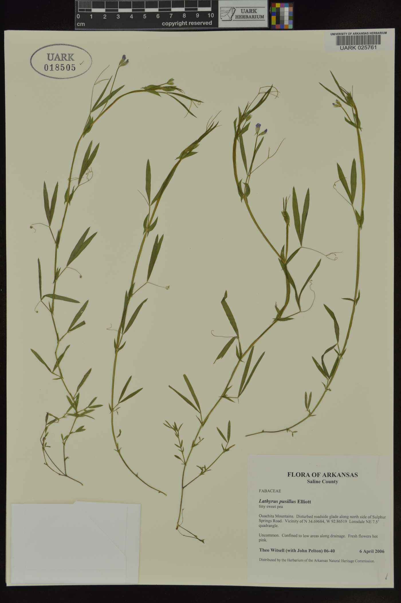 Lathyrus pusillus image