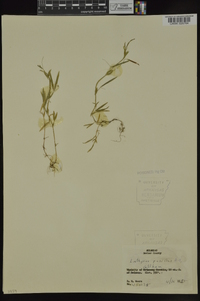 Lathyrus pusillus image