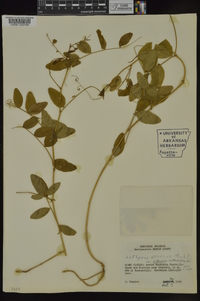 Lathyrus venosus image