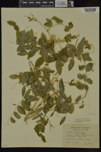 Lathyrus venosus image