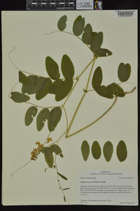 Lathyrus venosus image