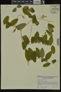 Lathyrus venosus image