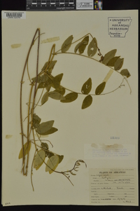 Lathyrus venosus image