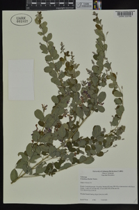 Lespedeza bicolor image