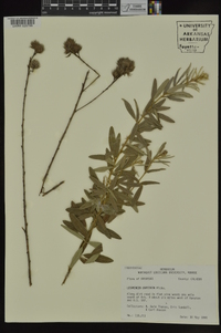 Lespedeza capitata image