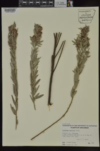 Lespedeza capitata image