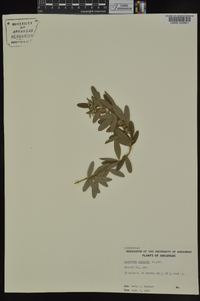 Lespedeza capitata image