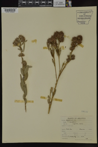 Lespedeza capitata image