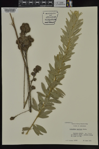 Lespedeza capitata image