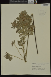 Lespedeza capitata image