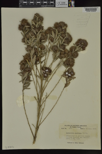 Lespedeza capitata image