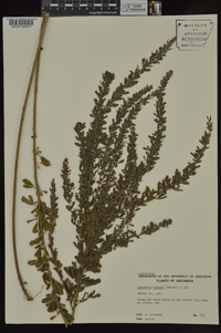 Lespedeza cuneata image