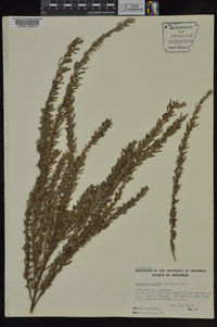 Lespedeza cuneata image