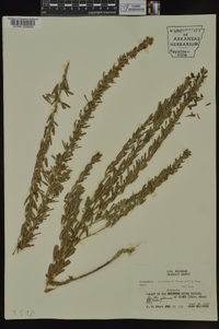 Lespedeza cuneata image