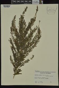 Lespedeza cuneata image