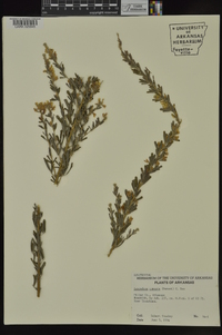 Lespedeza cuneata image