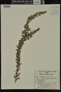 Lespedeza cuneata image