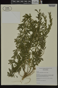 Lespedeza cuneata image