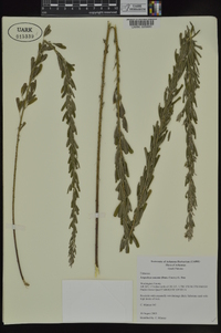 Lespedeza cuneata image