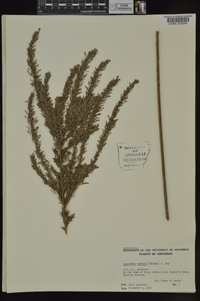 Lespedeza cuneata image