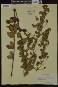 Lespedeza hirta image