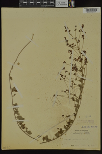 Lespedeza procumbens image