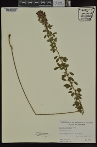 Lespedeza × nuttallii image