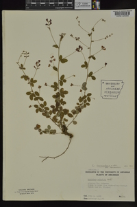 Lespedeza procumbens image