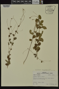 Lespedeza procumbens image