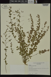 Lespedeza procumbens image