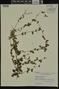 Lespedeza procumbens image