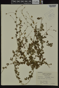 Lespedeza procumbens image