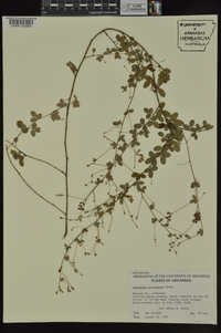 Lespedeza procumbens image