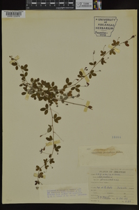 Lespedeza procumbens image