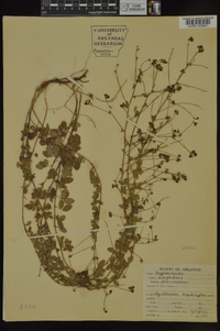 Lespedeza procumbens image